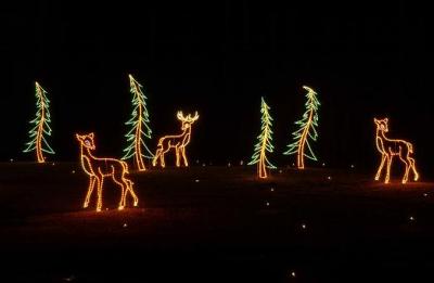 Deer at Play