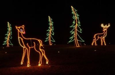 More Deer